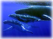 tri whales